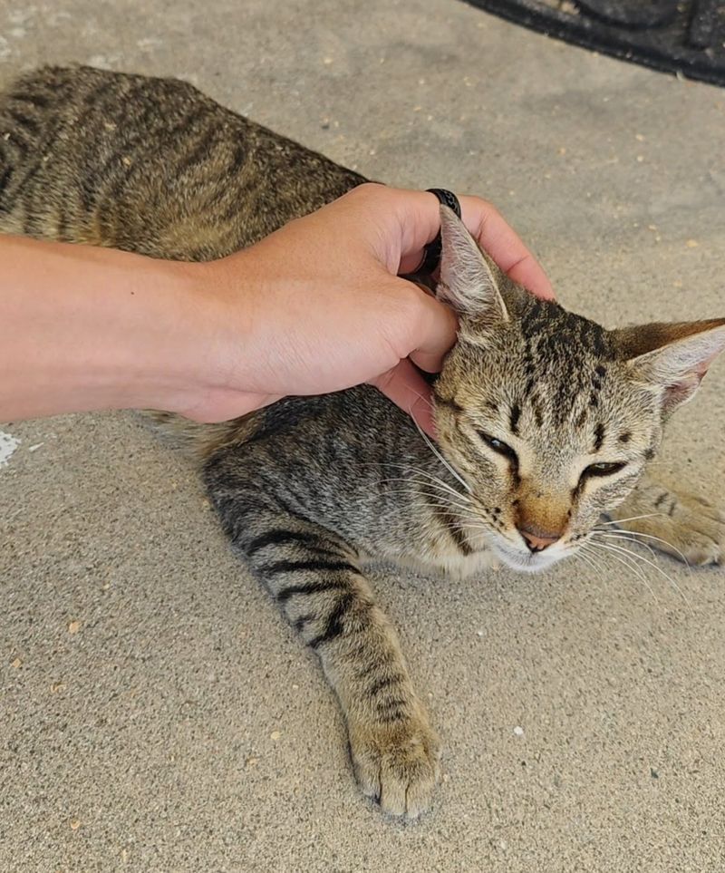 Picture of the neighborhood stray